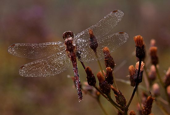 &copy;2010 BAMettle  (330)6070200