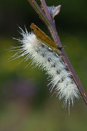 &copy;2010 BAMettle  (330)6070200