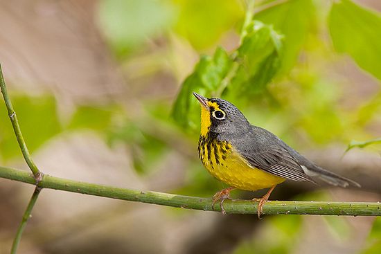 Magee Marsh Migration