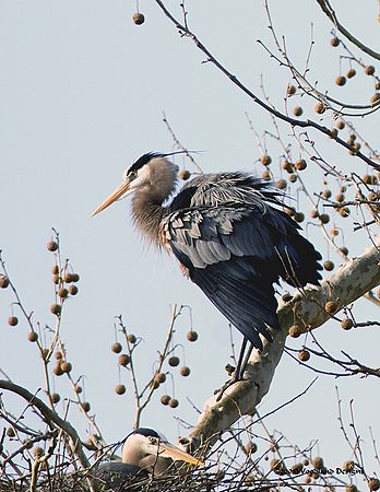 Great Blue Heron Rookery