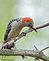 Red Bellied Woodpecker Fledgling