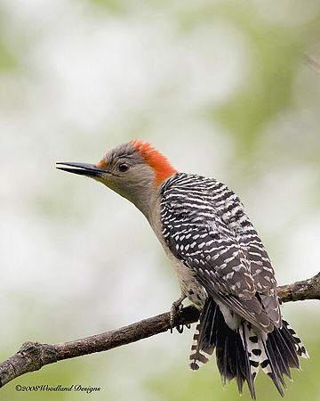 Red Bellied Woodpecker Fledgling