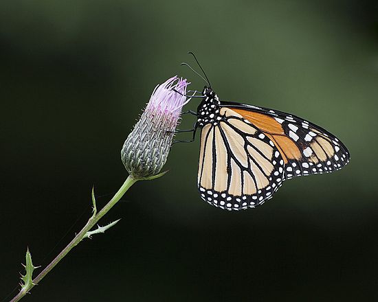 Monarch Butterfly