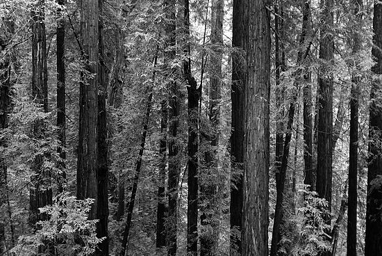 Copyright Joshua McLaughlin 2006