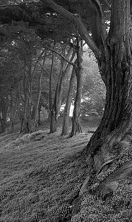 Copyright Joshua McLaughlin 2006