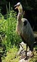 Great Blue Heron near Beaver Marsh