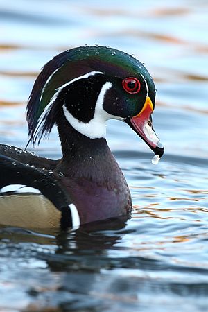 North Chagrin Reservation