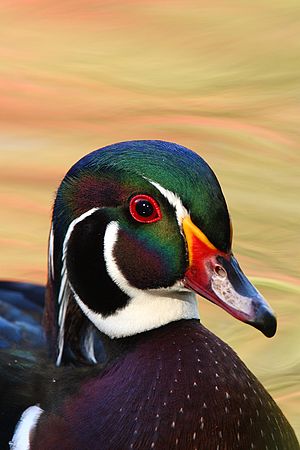 North Chagrin Reservation