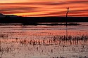 Bosque del Apache, New Mexico