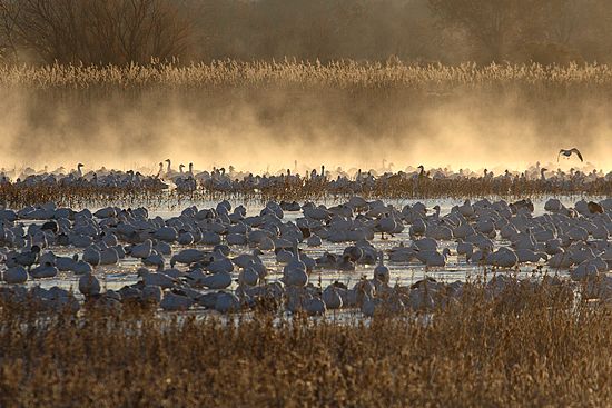 Bosque del Apache, New Mexico