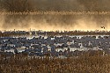 Bosque del Apache, New Mexico