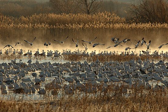 Bosque del Apache, New Mexico