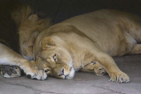 Lions at the Cleveland Zoo