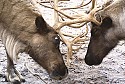 Reindeers at Cleveland Zoo